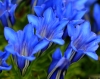 Gentiana Blauer Zwerg